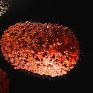 中疾控报告最新猴痘疫情:首例新变异株引发,传播力几何?