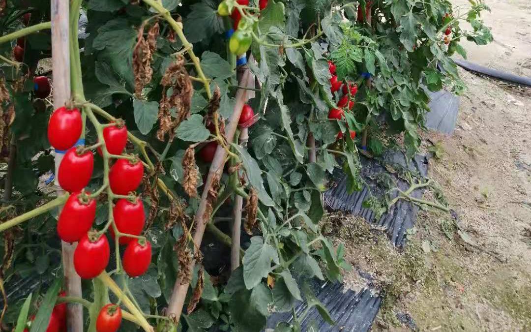 详细阅读:疫情期间海南南繁基地用工物资短缺 专家力保春耕 疫情期间海南南繁基地用工物资短缺 专家力保春耕